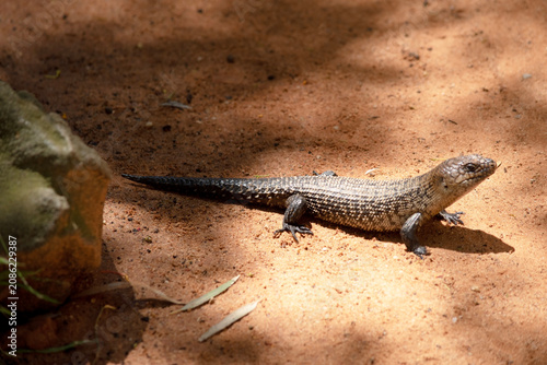 the blue tongue lizard is walking on the sand