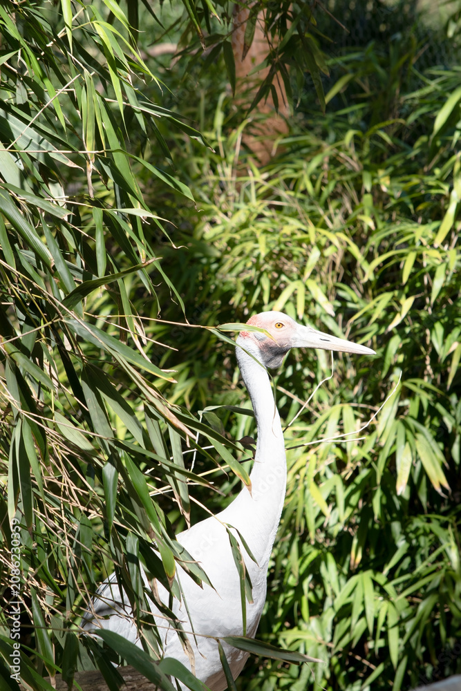Fototapeta premium the brolga is moving through bushes
