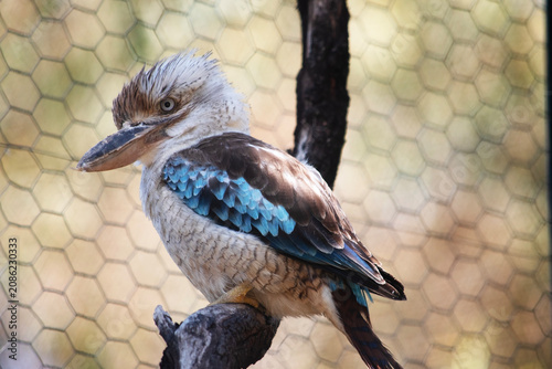 Fotografie the blue winged kookaburra is perched on a branch