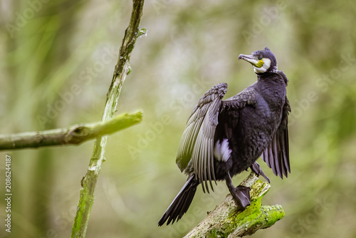 Mit weit ausgebreiteten Flügeln, als würde er die warme Juliluft in einer herzlichen Umarmung festhalten, thront der Kormoran auf seinem hölzernen Ausguck.