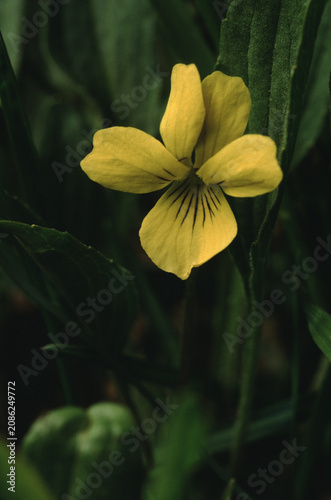 Alpine Yellow-Violet (Viola Biflora)