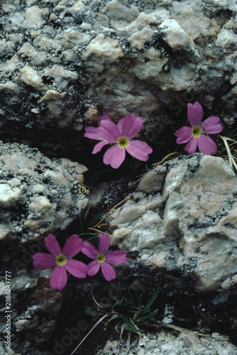 Alpine Primrose Wildflower (Primula Angustifolia)