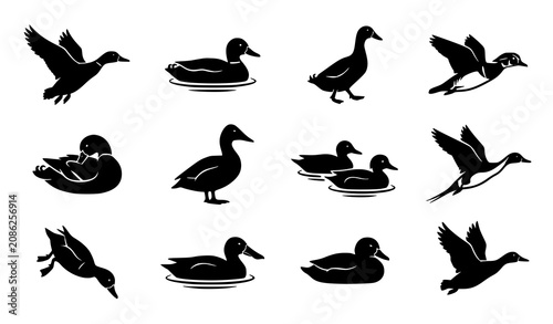 Duck silhouette collection vector icon set with wild and domestic ducks in flying floating and walking poses for web design