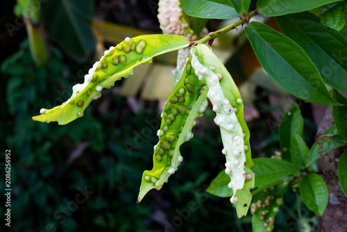mango leaves affected by leaf galls