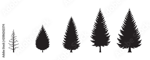 Photos Silhouette set of conifer trees showing growth stages from young sapling to mature evergreen forest plant