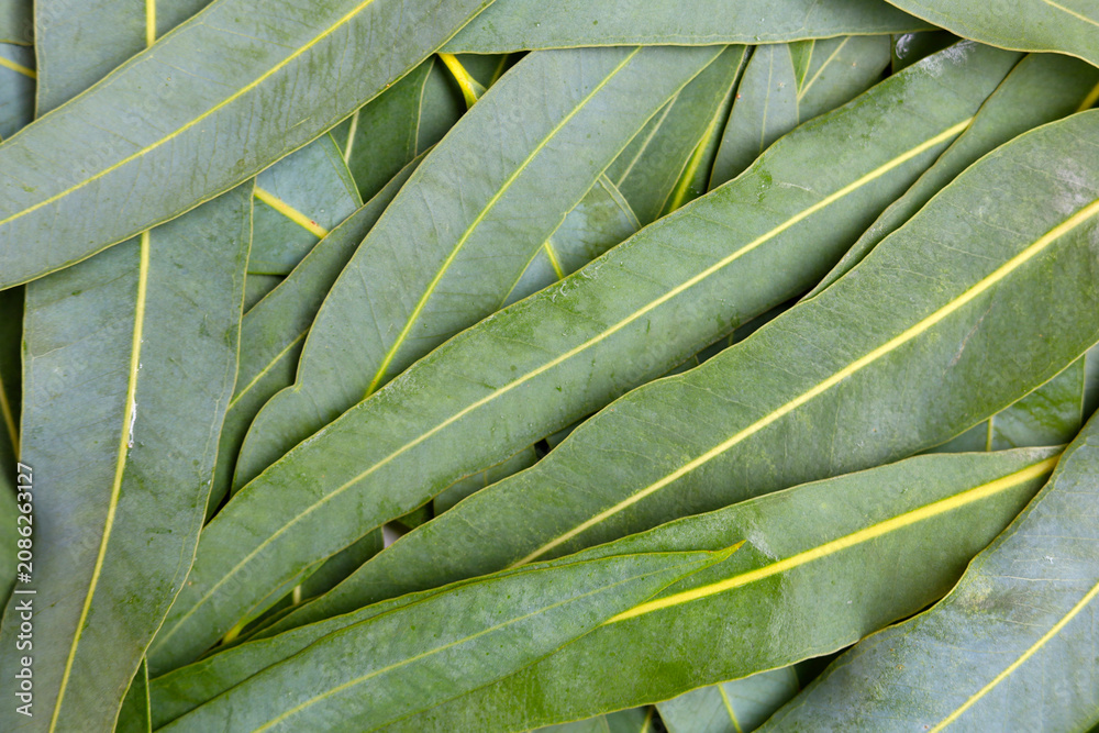 Fototapeta premium Fresh green eucalyptus leaves texture full frame background