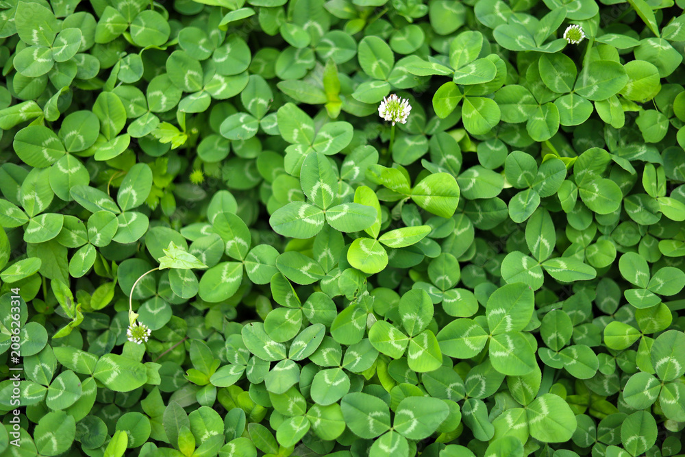 Naklejka premium Green clover field with small white flowers.