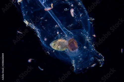 Obraz na plátne Juvenile fish seeking shelter inside a drifting salp during a blackwater dive in
