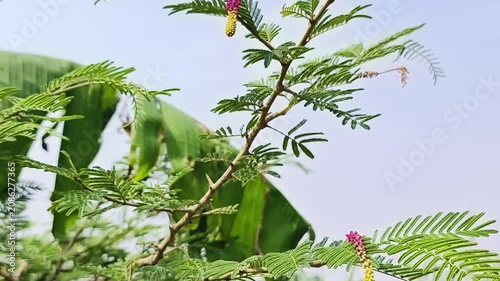 Shami plant flower scientific name Prosopis cineraria closeup leaves and flower selective focus on natural background.