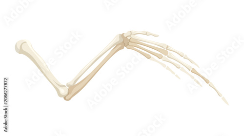 Canvastavla Skeletal Structure of Bird Wing Hollow Bones