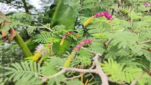 Shami plant flower scientific name Prosopis cineraria closeup leaves and flower selective focus on natural background.