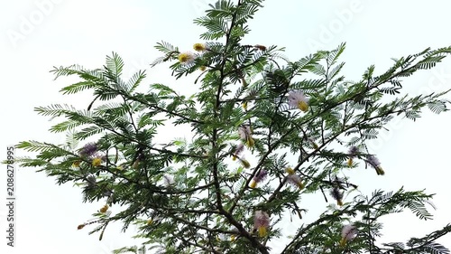 Shami plant flower scientific name Prosopis cineraria closeup leaves and flower selective focus on natural background.