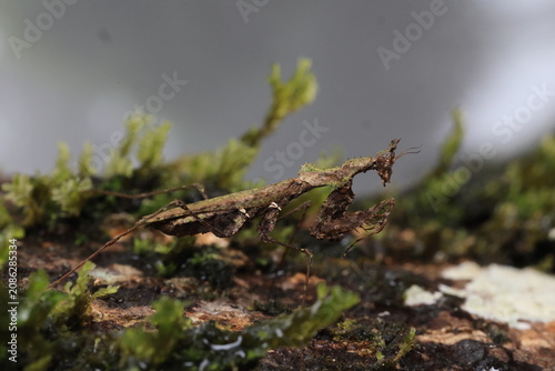 Moss Mantis (Haania doroshenkoi)is a remarkably small masterfully camouflaged praying mantis native to Southeast Asia,its body is covered in irregular outgrowths that perfectly mimic moss and lichen