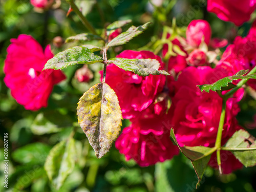 Obraz na plátne Rose leaves infected by powdery mildew fungal disease with blooming red roses in the background