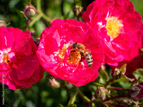Close-up of a honey bee collecting pollen inside a vibrant red rose flower in bright sunlight. Ideal for pollination, gardening, biodiversity and nature concepts.
