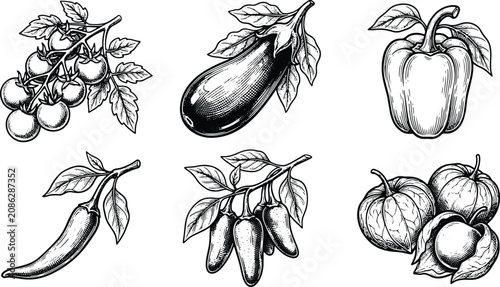 Vintage engraved vegetable collection featuring tomato eggplant pepper chili and cape gooseberry illustrations