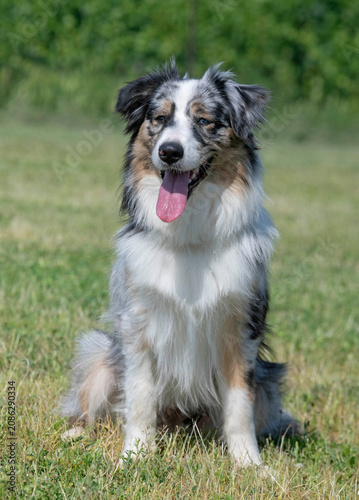 Bild auf Leinwand training of australian shepherd