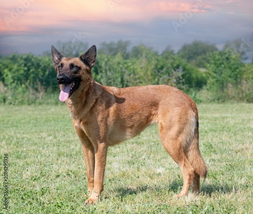 Cuadro en lienzo belgian shepherd in nature