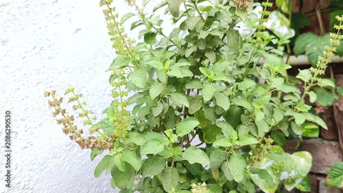 Tulsi plant also known as holy basil is a holy plant in Hinduism and also have many herbal properties.