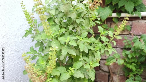 Tulsi plant also known as holy basil is a holy plant in Hinduism and also have many herbal properties.