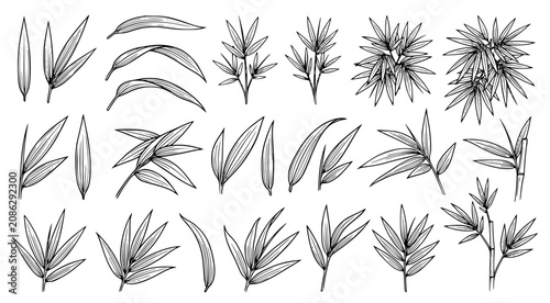 Collection of various bamboo leaves and stalks isolated on white background featuring hand drawn botanical sketches for nature and zen themed graphic design projects and pattern elements