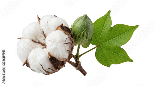 Foto Natural raw cotton plant branch with white fluffy bolls and green leaf isolated on transparent background cutout