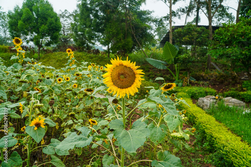 Vászonkép Vibrant sunflowers bloom in a lush green garden with trees and natural foliage surrounding