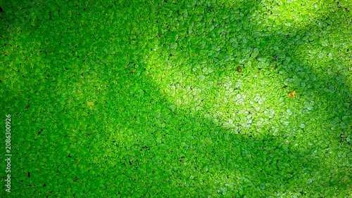Fotografie Vibrant green duckweed covering the surface of a pond creates a dense natural carpet of aquatic plants with small leaves and bright sunlight reflecting on the vegetation texture