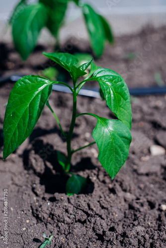 A young pepper sprout in the garden. Agricultural industry. An organic product. Agricultural industry.