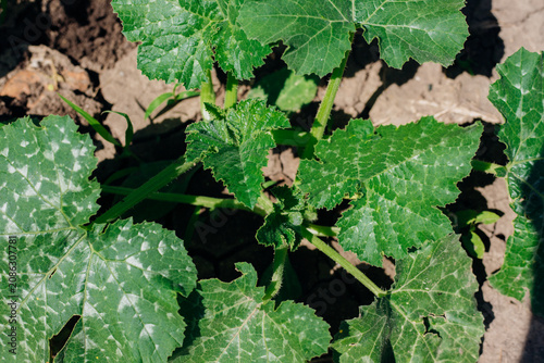 Growing young squash seedlings in the ground, caring for plants. A young squash or pumpkin bush.