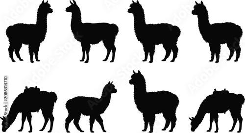 Tableau sur toile Black alpaca and llama silhouettes set isolated on a white background for commer