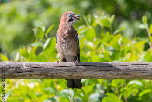 A young jay sits on a wooden beam in a summer garden.