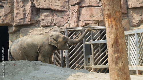 giant elephant cute moment in the zoo, playful asian elephant and its long trunk