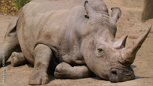 close up big rhino in the Chengdu Zoo during afternoon