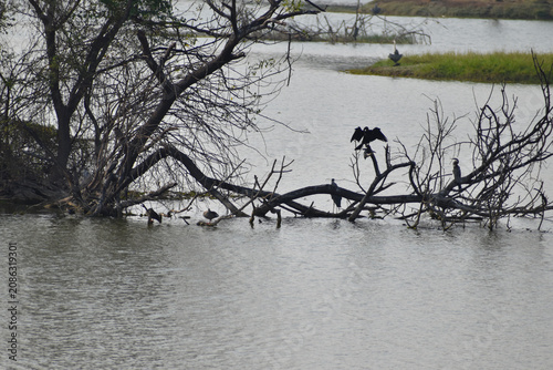 ducks on the lake