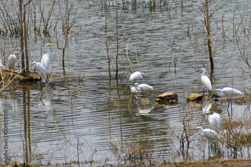 swans on the lake