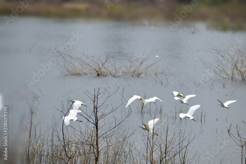 reeds in the water