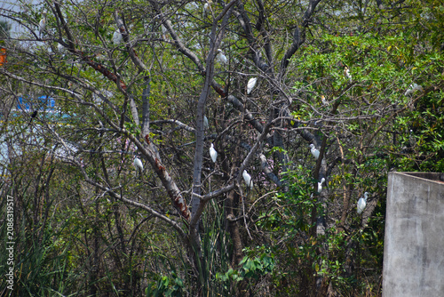 bird on a tree