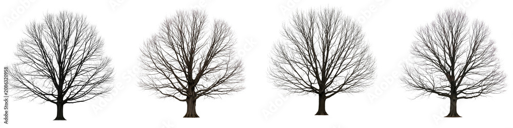 Obraz premium Four isolated oak trees without leaves set against a black background