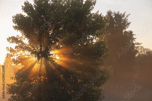 Cuadro en lienzo Sunrise Sun Rays Through Tree With Misty Morning Light and Golden Backlit Foliag