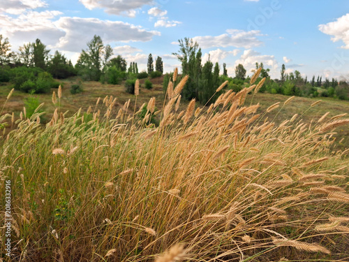 Foto Golden grasses swaying in the breeze under a partly cloudy sky