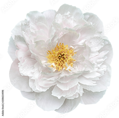Peony flower  on  a  white isolated background with clipping path. Closeup. For design. Nature..