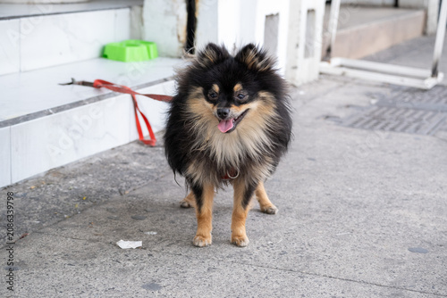 Adorable black and tan Pomeranian dog on a vibrant red leash standing on a paved city sidewalk. The happy canine has its tongue slightly out, looking cheerful, waiting by some white stairs.