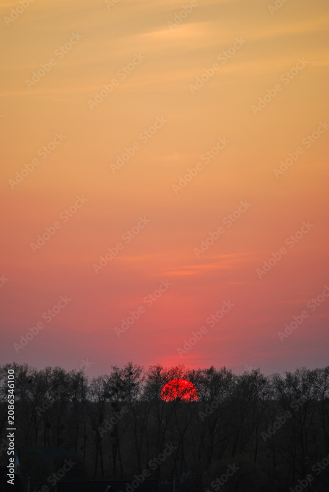 Fototapeta premium sunset in the forest