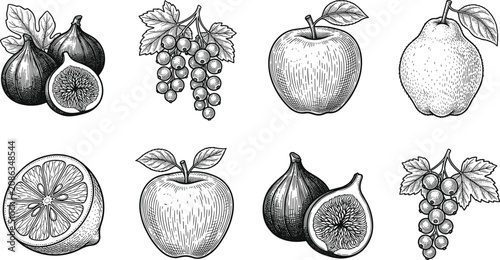 Bild auf Leinwand Heritage Botanical Fruit Etching Set with Classic Orchard Engravings of Apple, P