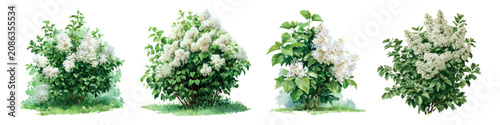 Fotografía White lilac bushes showing lush green foliage and clusters of fragrant white flo