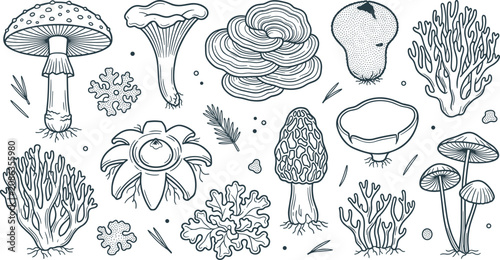 Foto Vintage Engraved Forest Mushroom and Lichen Collection with Wild Fungi Species,