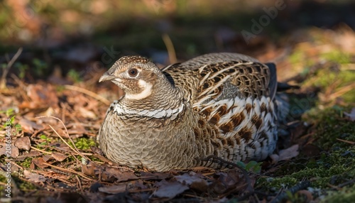 Wild bird resting on forest floor with soft natural light