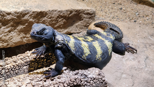 Fotografie Flavifasciata Spiny-tailed Lizard (Uromastyx flavifasciata) basking on rocks