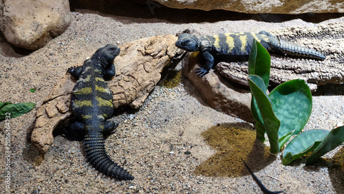 Fotografie Flavifasciata Spiny-tailed Lizard (Uromastyx flavifasciata) basking on rocks